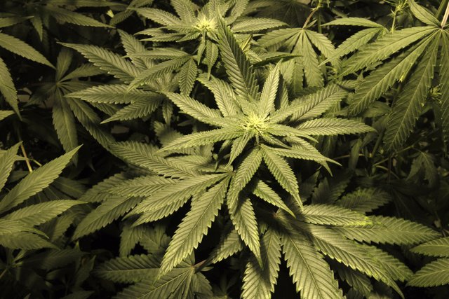 Marijuana plants are seen in an indoor cultivation in Montevideo December 6, 201