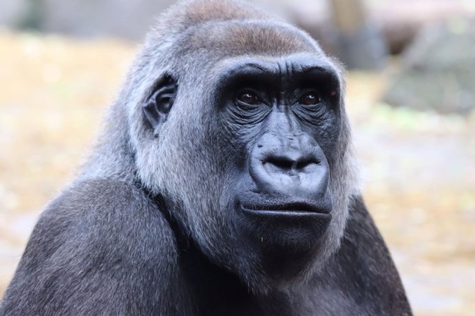 La gorila de llanura Buu