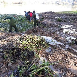 Trabajos contra el camalote