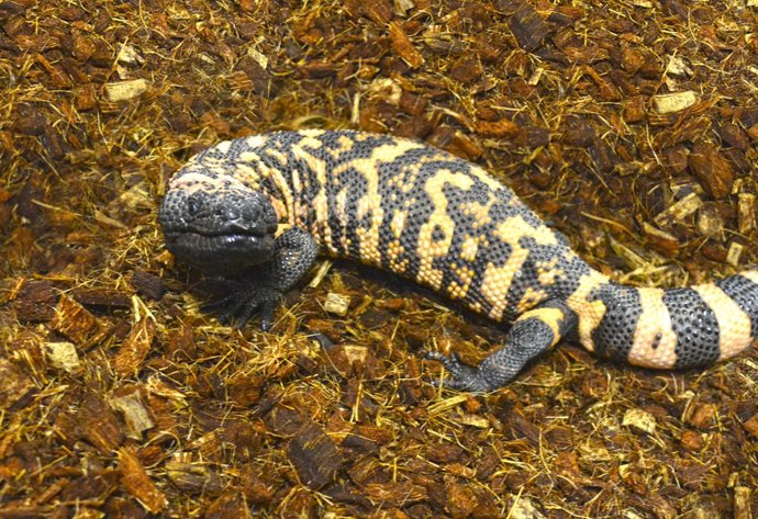 Femella del monstre de Gila en Terra Natura