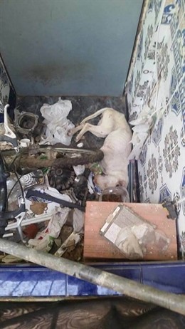 Freya, antes de ser rescatada 