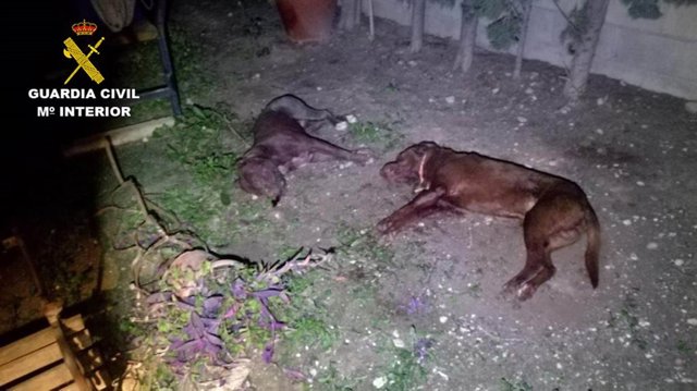 El animal sacrificado