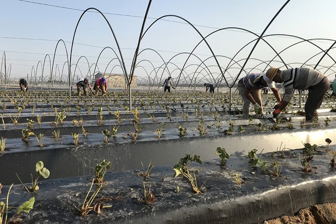 Plantación de la fresa en Huelva.