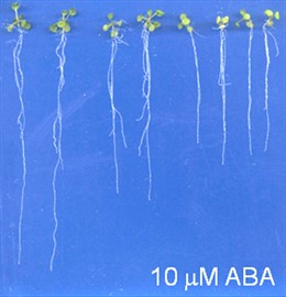 Descubren un mecanismo molecular del crecimiento de las raíces
