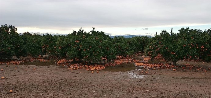 Naranjas caídas por las lluvias