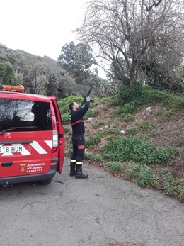 Eliminación nido avispa asiática