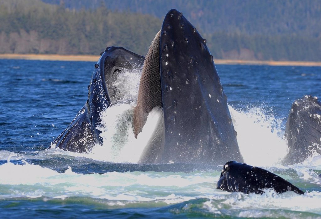 Las Ballenas Perdieron Sus Dientes Antes De Que Exhibieran Barbas