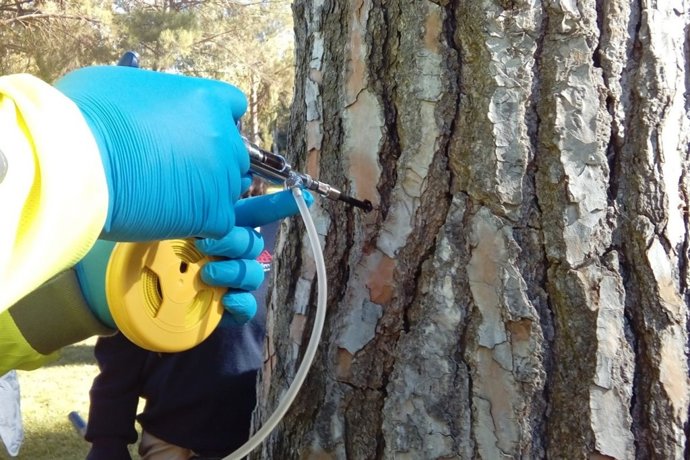 Tratamiento de oruga en Tres Cantos