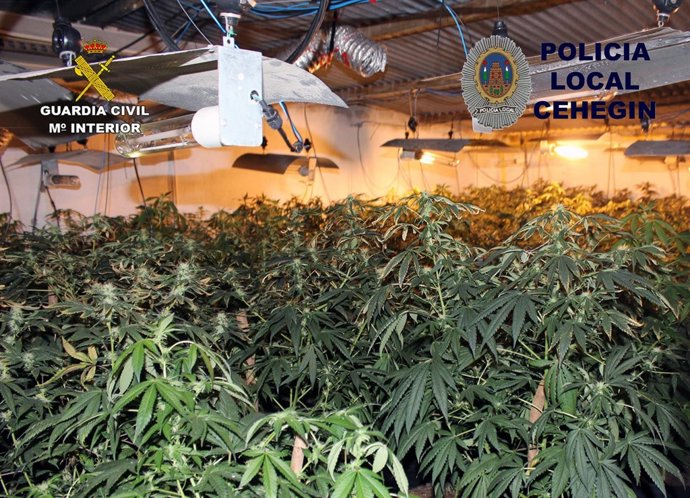 Invernadero con 230 plantas de marihuana en una vivienda de Cehegín