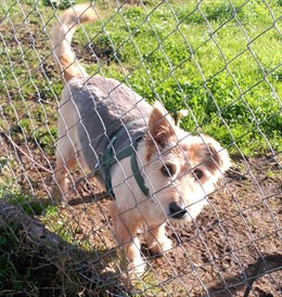 Perro. Can. Mascota.