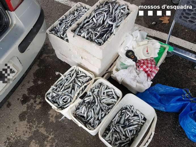00,85 Quilograms D'Anxoves Confiscats A Blanes