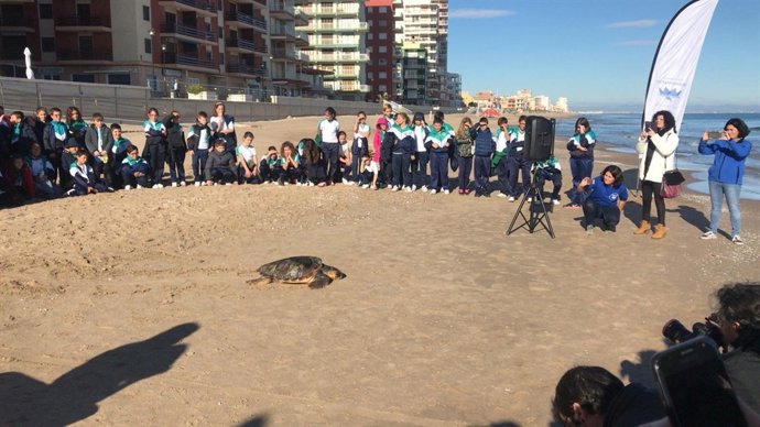 La tortuga, a punto de entrar en el mar