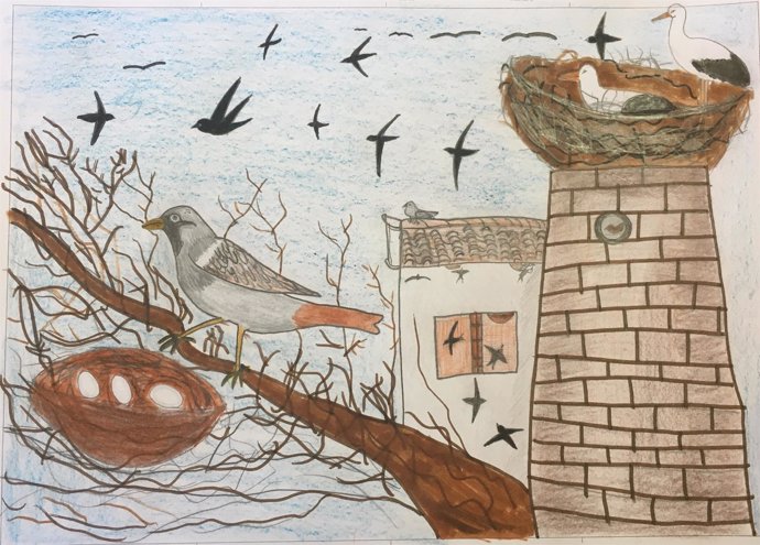 Dibujo del concurso de pintura de aves de educación ambiental