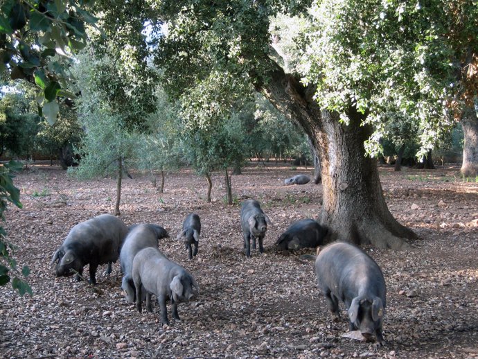 Paisaje agrario, cerdos, sector porcino