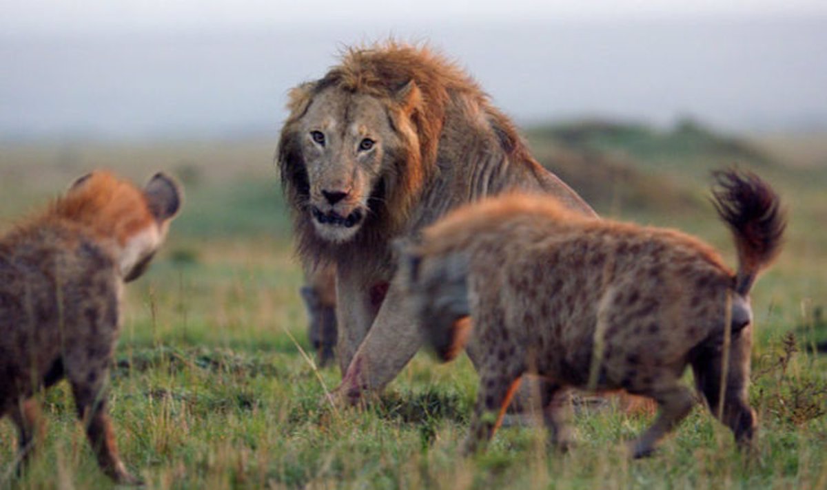 Un león acorralado por hienas se salva de una muerte segura: la escena de  un documental que se ha hecho viral