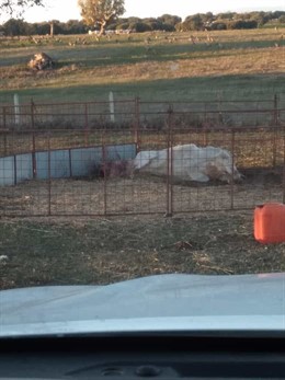 Animal atacado por los buitres