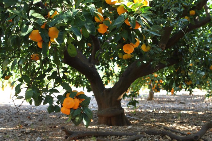 Una plantación de naranjos