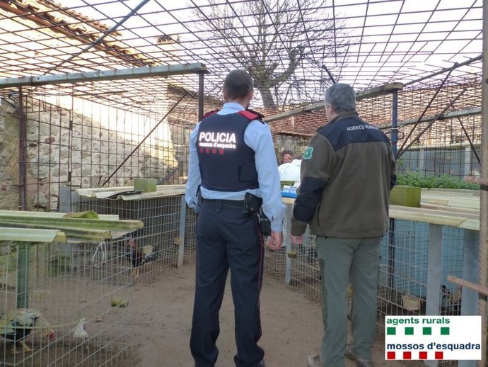 Mossos y Agents Rurals desmantelan cultivo de marihuana y criadero de gallos