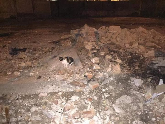 Un gat a la parcel·la esfondrada on viu una colònia felina