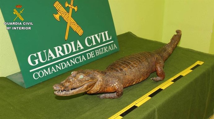 Caimán incautado por la Guardia Civil.