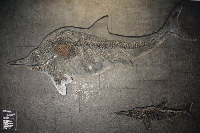 Stenopterygius