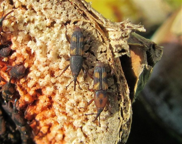 Diocalandra frumenti, picudo de las cuatro manchas o 'picudín de la palmera'