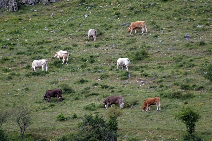 Paisaja de la Sierra Cebollera