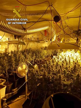 Plantación ilegal de marihuana