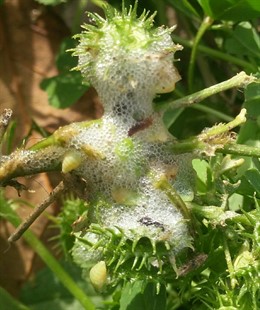 La Unió alerta de presencia de insecto vector transmisor Xylella