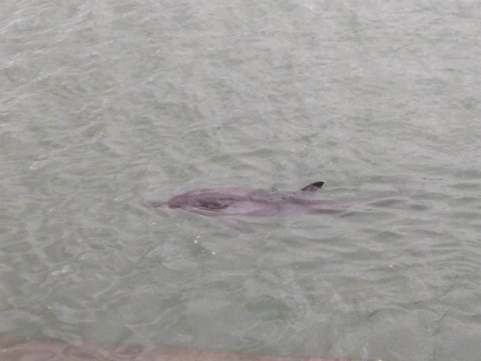 Delfín avistado en aguas de la ría de Santurtzi