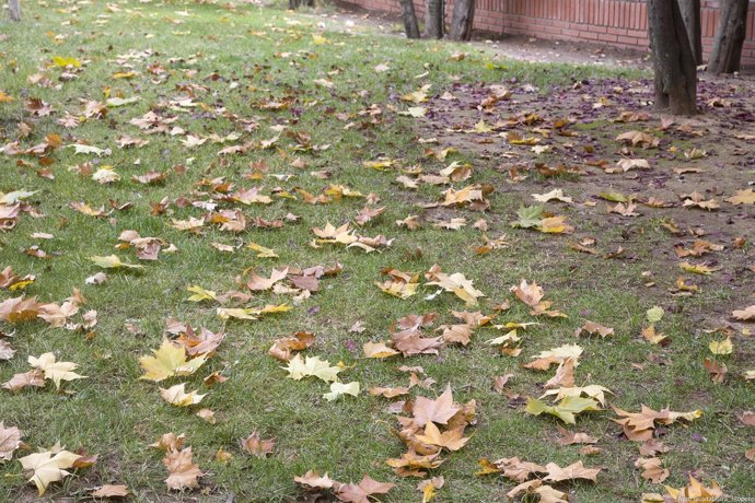 Hojas de árboles en el suelo en otoño