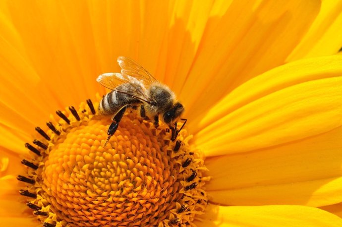 Abejas jóvenes panel miel 