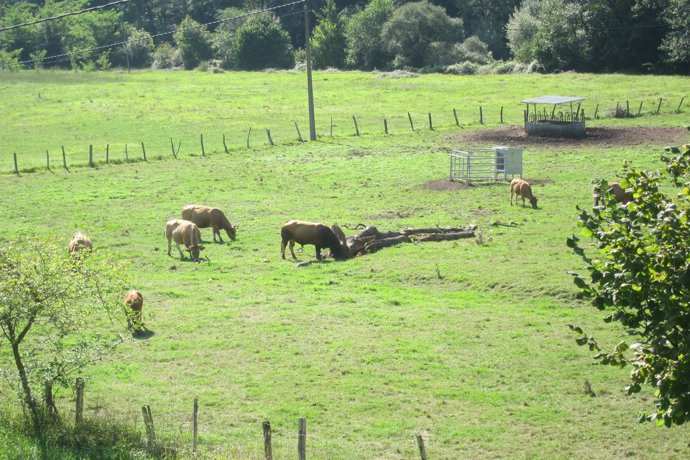Vacas, rural, Asturiana