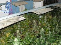 Aprehendidas 379 plantas de marihuana en un cortijo ocupado y detenidas dos personas