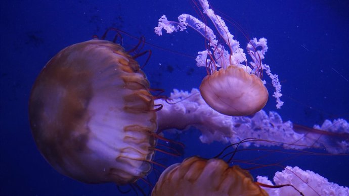 Ortigas Del Pacífico En El Oceanogràfic