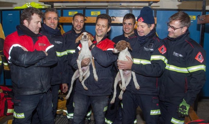 Gossets rescatats en una canonada a Alacant