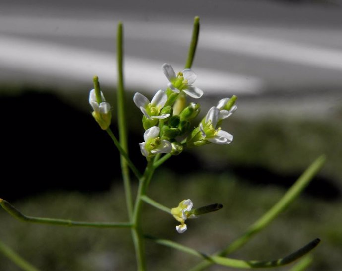 Flor d’Arabidopsis thaliana
