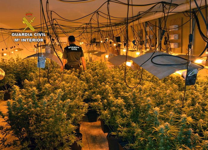 400 Plantas De Marihuana Decomisadas