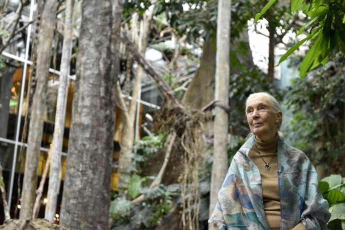 La primatòloga Jane Goodall