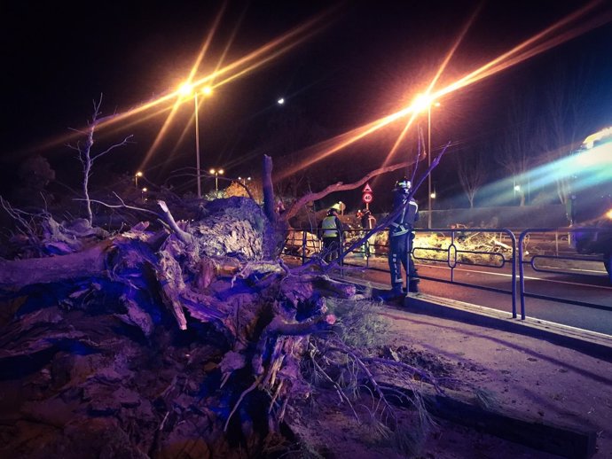 Dos heridos al caer un árbol sobre un turismo en Boadilla del Monte
