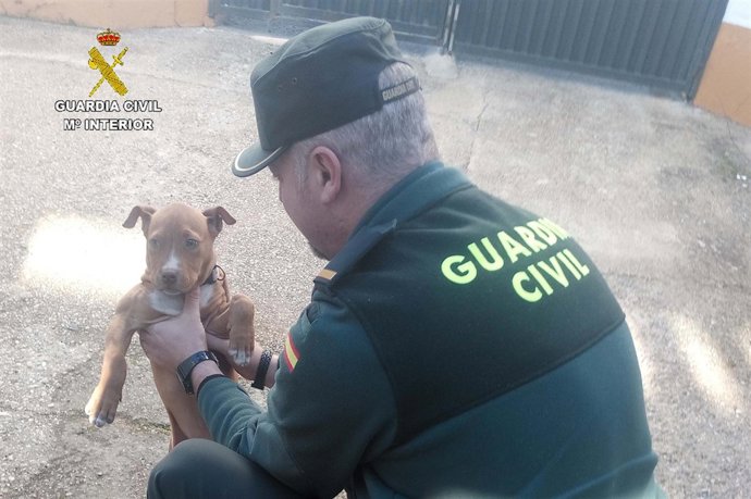 Perro rescatado por la Guardia Civil de Minas de Riotinto (Huelva)