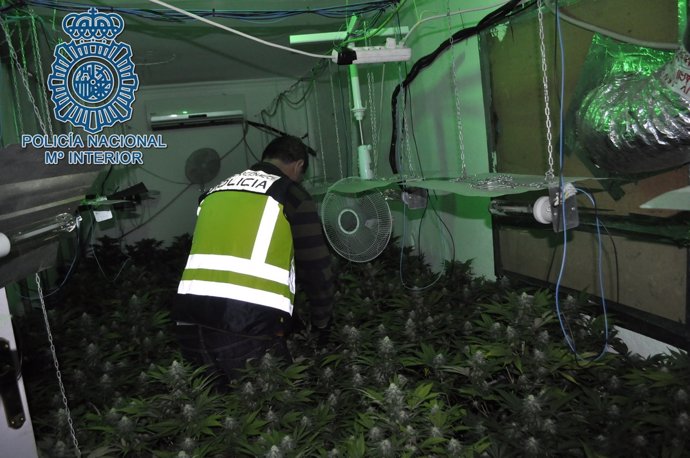 Desmantelada una plantación de marihuana en San Juan de Aznalfarache