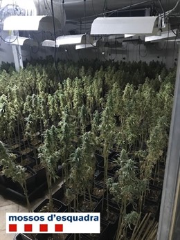 Cultiu de marihuana amb 2.104 plantes en una casa de Pineda de Mar