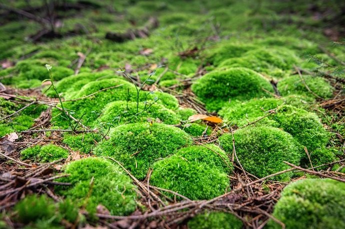 Musgo