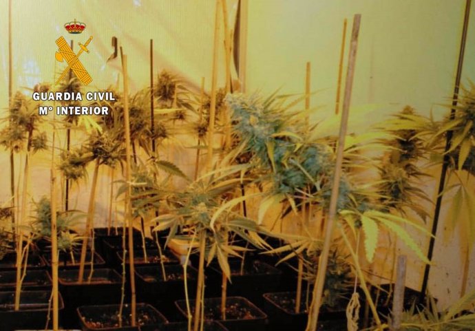 Plantación de marihuana en Gama