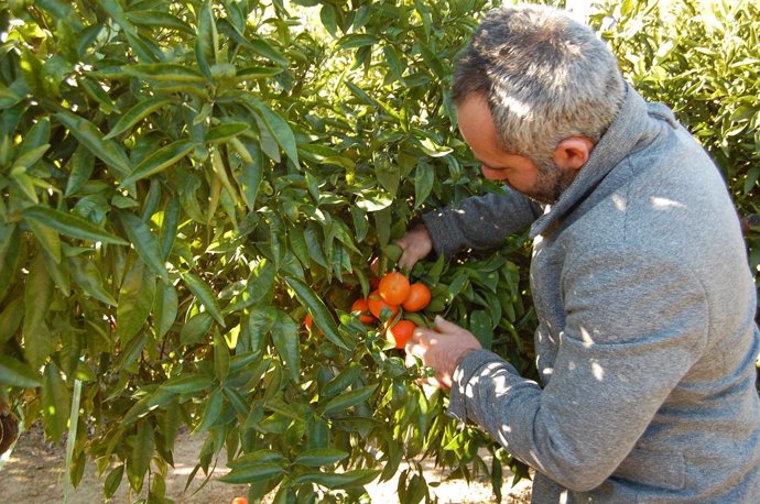 Agricultor en un campo de naranjas