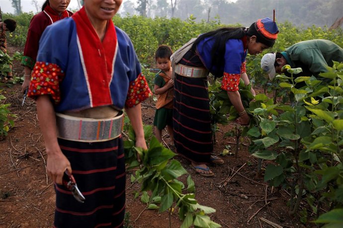 Agricultores de la etnia palaung
