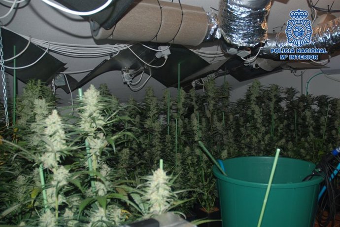 Laboratorio desmantelado de marihuana