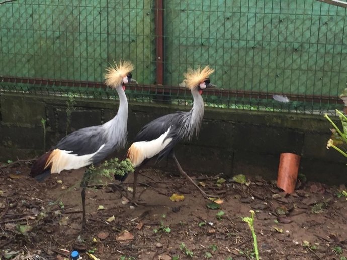 Grullas coronadas recuperadas por la Guardia Civil de Ames (A Coruña).