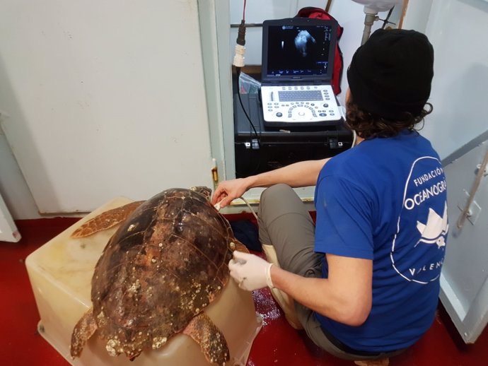 Estudio de la Fundación Oceanográfic de tortugas marinas en el Adriático